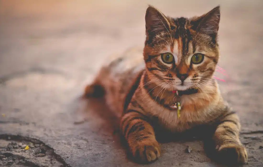 Котка играе с лазер