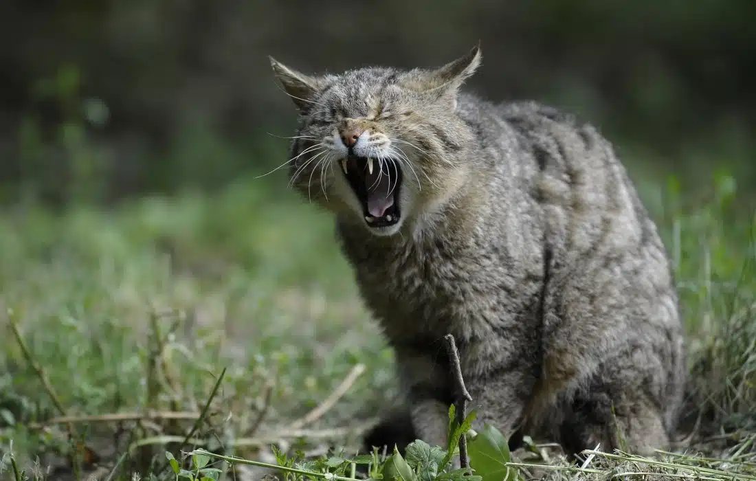 Котка и нов член на семейството