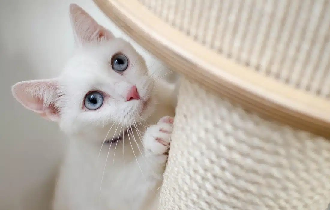 Храна за котки