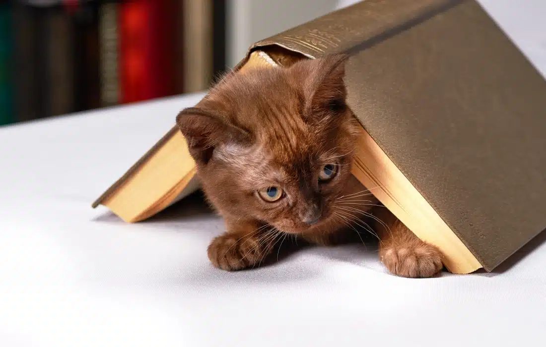 Котка при ветеринар