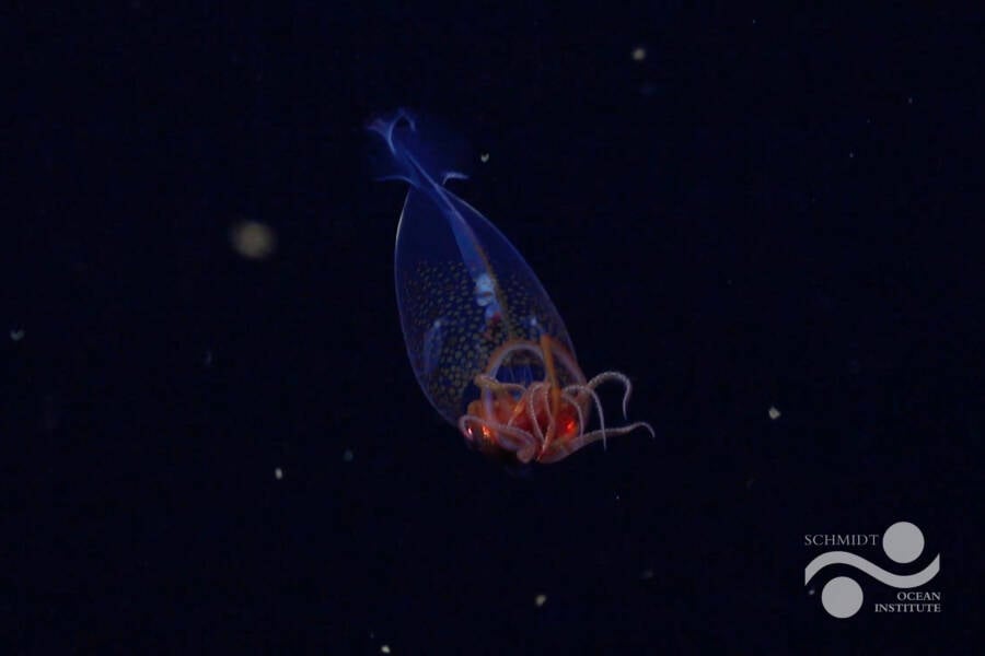 First Footage Of A Colossal Squid