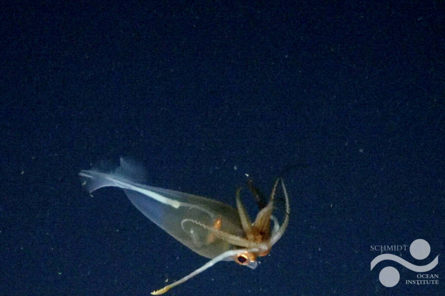 Juvenile Colossal Squid