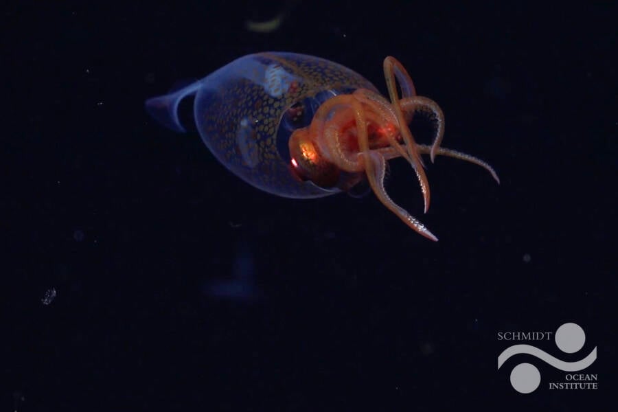 Colossal Squid First Footage